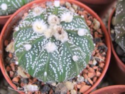 Astrophytum X asterias A flower pot 5,5 cm - 12378953