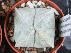 Astrophytum coahuilense quadricostatum, pot 5,5 cm - 12379972