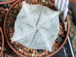 Astrophytum coahuilense quadricostatum, pot 5,5 cm - 12379973