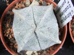 Astrophytum coahuilense quadricostatum, pot 5,5 cm - 12379974