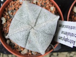 Astrophytum coahuilense quadricostatum, pot 5,5 cm - 12379975
