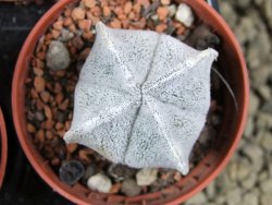 Astrophytum coahuilense quadricostatum, pot 5,5 cm - 12379976