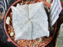 Astrophytum coahuilense quadricostatum, pot 5,5 cm - 12379977