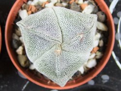 Astrophytum myriostigma tricostatum pot 5,5 cm - 12380210