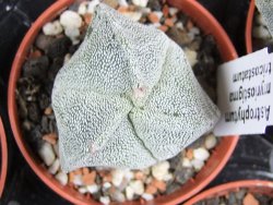 Astrophytum myriostigma tricostatum pot 5,5 cm - 12380212