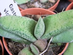 Gasteria vlokii pot 5,5 cm - 12379288