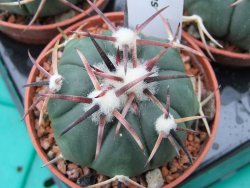 Echinocactus horizonthalonius RS 1038 La Trinidad SLP, pot 5,5 cm