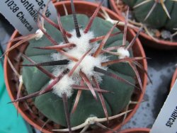 Echinocactus horizonthalonius RS 1038 La Trinidad SLP, pot 5,5 cm - 12379309
