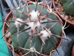 Echinocactus horizonthalonius RS 1038 La Trinidad SLP, pot 5,5 cm - 12379310
