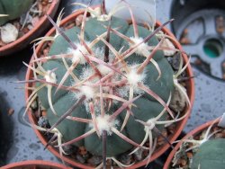 Echinocactus horizonthalonius RS 1038 La Trinidad SLP, pot 5,5 cm - 12379312