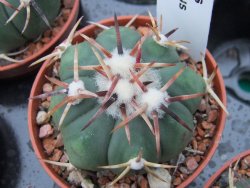 Echinocactus horizonthalonius RS 1038 La Trinidad SLP, pot 5,5 cm - 12379313