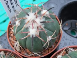 Echinocactus horizonthalonius RS 1038 La Trinidad SLP, pot 5,5 cm - 12379314
