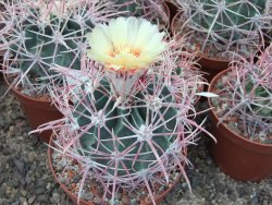 Echinocactus parryi Ciudad Juarez Chih. pot 5,5 cm - 12399037