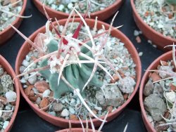 Echinocactus parryi Ciudad Juarez Chih. pot 5,5 cm
