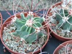 Echinocactus parryi Ciudad Juarez Chih. pot 5,5 cm - 12399040