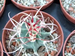 Echinocactus parryi Ciudad Juarez Chih. pot 5,5 cm - 12399041