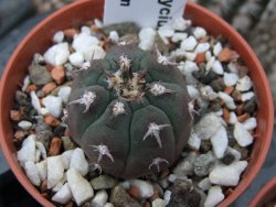 Gymnocalycium spegazzinii unguispinum SL 44b, pot 5,5 cm - 12379357