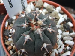 Gymnocalycium spegazzinii unguispinum, pot 5,5 cm