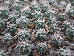 Coryphantha poselgeriana valida Cerro Bola