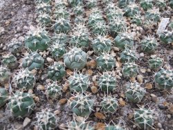 Coryphantha poselgeriana valida Cerro Bola - 12379924