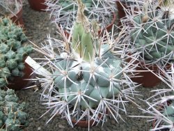 Coryphantha poselgeriana valida Cerro Bola - 12380879