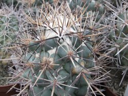 Coryphantha poselgeriana valida El Hundido pot 5,5 cm - 12380894