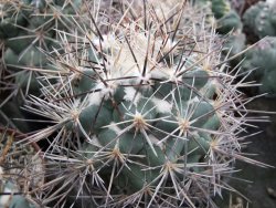 Coryphantha poselgeriana valida El Hundido pot 5,5 cm - 12380895