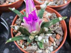 Ariocarpus agavoides pot 5,5 cm - 12379578