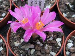 Ariocarpus agavoides pot 5,5 cm - 12395182