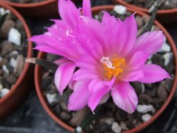 Ariocarpus agavoides pot 5,5 cm - 12395183