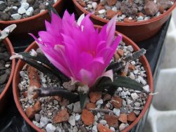 Ariocarpus agavoides pot 5,5 cm - 12395184