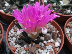 Ariocarpus agavoides pot 5,5 cm - 12395185