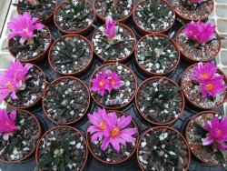 Ariocarpus agavoides pot 5,5 cm - 12395187