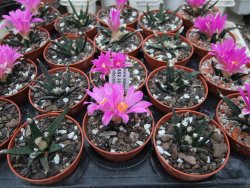 Ariocarpus agavoides pot 5,5 cm - 12395188