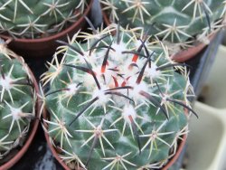Coryphantha tripugionacantha PP 1012 Tepetatita pot 5,5 cm - 12398994