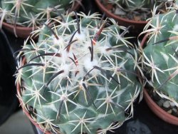 Coryphantha tripugionacantha PP 1012 Tepetatita pot 5,5 cm - 12398995
