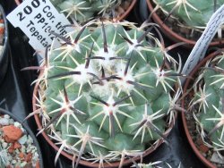 Coryphantha tripugionacantha PP 1012 Tepetatita pot 5,5 cm - 12398996