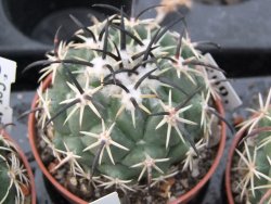 Coryphantha tripugionacantha PP 1012 Tepetatita pot 5,5 cm - 12398997