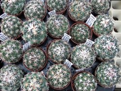 Coryphantha tripugionacantha PP 1012 Tepetatita pot 5,5 cm - 12398998