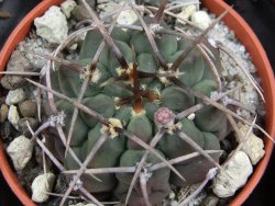 Gymnocalycium vatteri, pot 5,5 cm