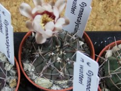 Gymnocalycium vatteri, pot 5,5 cm - 12379810
