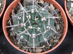 Gymnocalycium vatteri, pot 5,5 cm - 12379811