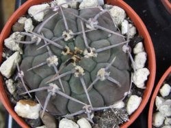 Gymnocalycium vatteri, pot 5,5 cm - 12379812