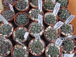 Gymnocalycium vatteri, pot 5,5 cm - 12379814