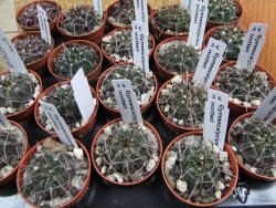 Gymnocalycium vatteri, pot 5,5 cm - 12379815