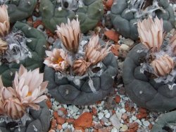 Turbinicarpus jauernigii 3-4 cm cites IA