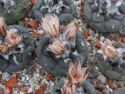 Turbinicarpus jauernigii 3-4 cm cites IA - 12394974