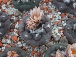 Turbinicarpus jauernigii 3-4 cm cites IA - 12394975