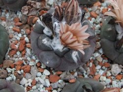 Turbinicarpus jauernigii 3-4 cm cites IA - 12394976