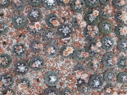 Turbinicarpus jauernigii 3-4 cm cites IA - 12394977